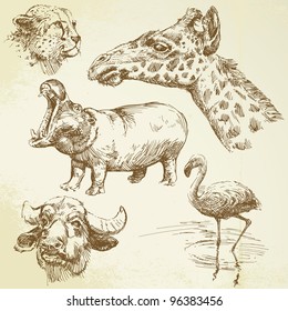 wild african animals - hand drawn set