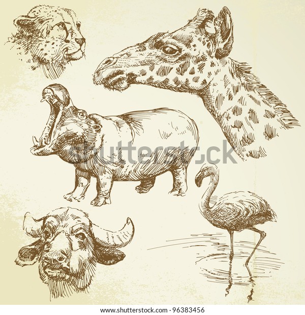 Wild African Animals Hand Drawn Set Stock Vector (Royalty Free) 96383456