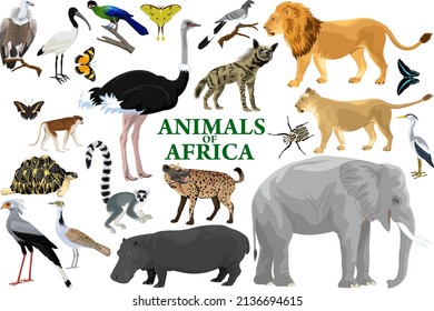 Wild african animals set with lion, elephant, ostrich, hippo, hyena, lemur, vulture and monkey