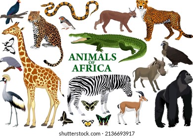 Wild african animals set with zebra, python, leopard, vulture, grey parrot, gorilla, butterflies, giraffe, warthog, cheetah, crocodile, caracal, turaco, gazelle, crowned crane