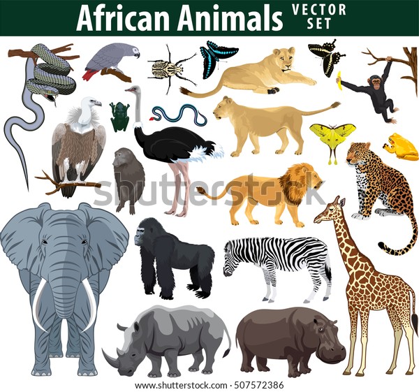 Suchen Sie Nach Wilde Afrikanische Tiere Mit Zebra Straussenlilie Stockbildern In Hd Und Millionen Weiteren Lizenzfreien Stockfotos Illustrationen Und Vektorgrafiken In Der Shutterstock Kollektion Jeden Tag Werden Tausende Neue Hochwertige Bilder