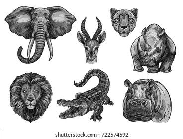 Wild African animals sketch icons. Vector isolated set of elephant tusk, antelope or gazelle and cheetah panther, savanna lion or tiger and alligator crocodile with hippopotamus or rhinoceros for zoo