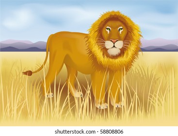 Wild  african lion in savanna