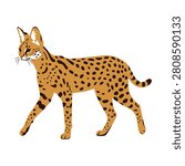 Wild african spotted serval cat walking isolated on a plain white background vector set.