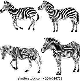 Wild African zebra silhouette Isolated on white background