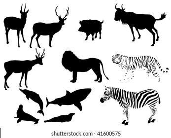 wild animal