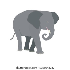Wild animal African elephant with large ears and trunk. white background vector illustration