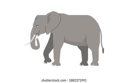 Wild animal african elephant the largest mammal on earth, most often living in savannas, grasslands, and forests, flat vector illustration isolated on white background 