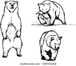 wild animal bear on fishing trip