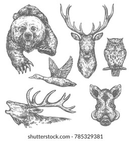 Wild animal and bird isolated sketch with bear and deer, moose and owl, boar, elk and duck. Carnivore and herbivore animal for hunting sport, zoo and woodland wildlife themes design