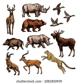 Wild animal and bird sketch set. African safari jaguar or leopard, rhino and antelope, duck, forest deer, bear and elk, reindeer, boar and goat icon for hunting sport and wildlife themes design