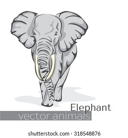 wild animal elephant. Vector illustration for greeting card, poster, or print on clothes.