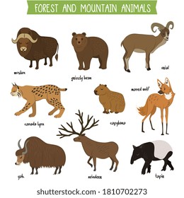 Wild animal. Forest and mountain animal. Musk ox, grizzly bear, urial, lynx, capybara, wolf, tapir, reindeer, yak isolated icon set. National park or zoo habitant illustration. Educational vector