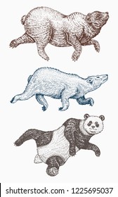 Wild animal jumping. Soaring brown and Polar bear and Giant panda. monochrome grizzly bear. Vintage style. Engraved hand drawn.