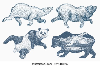 Wild animal jumping. Soaring brown and Polar bear and Giant panda. monochrome grizzly bear. Vintage style. Engraved hand drawn.
