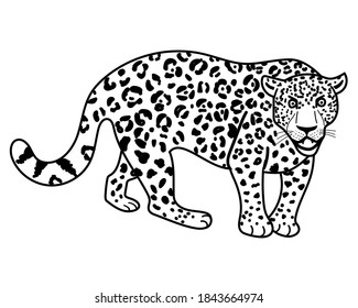 Wild animal leopard. Black and white vector illustration for coloring book