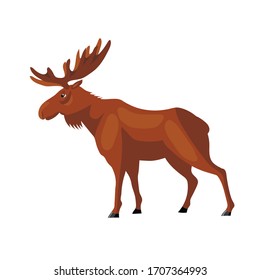 Wild animal moose on a white background, vector illustration