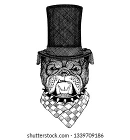 Wild animal wearing top hat, cylinder. Hipster dog, bulldog