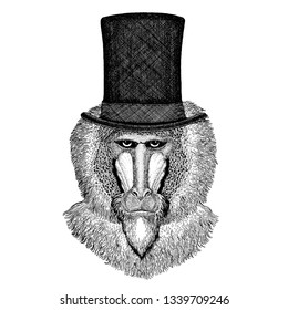 Wild animal wearing top hat, cylinder. Hipster monkey, baboon, dog-ape, ape