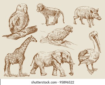 wild animals