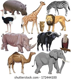 Wild animals from African continent. Vector illustration