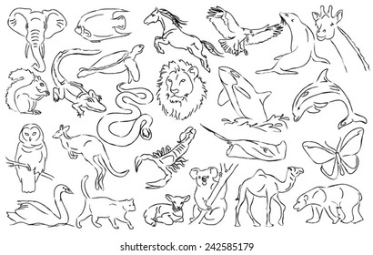 wild animals from all around the world