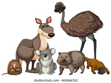 Wild animals from Australia illustration