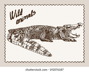 wild animals. crocodile. vector sketch on grey background
