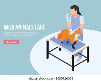 Wild animals exotic pets veterinary care isometric web landing page banner with vet treating fox vector illustration 