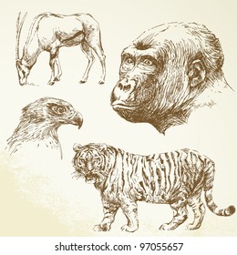 wild animals - hand drawn set