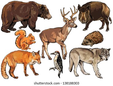 wild animals living in the forest, carnivores and herbivores, mammals and birds