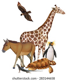 WIld animals on a white background