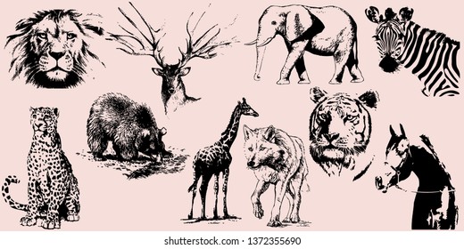 Wild animals set. Hand drawn vector collection. Isolated on a transparent background