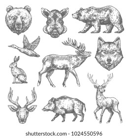 Wild animals sketch icons of grizzly bear, aper hog or boar and elk, rabbit hare or duck and wolf or deer. Vector isolated animals for hunting club, zoo wildlife or open season hunt adventure design