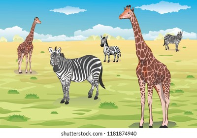 Wild Animals - Zebra and Giraffe 