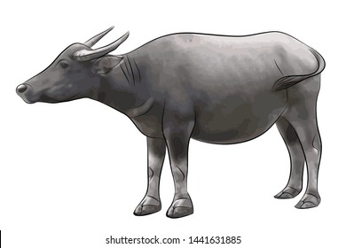 Wild Asian water buffalo on the white background.
