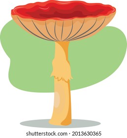 Wild assorted edible mushrooms isolated vector illustration