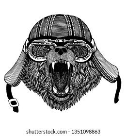 Wild bear biker animal wearing motorcycle helmet. Hand drawn image for tattoo, emblem, badge, logo, patch, t-shirt.