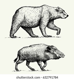 wild Bear grizzly and boar or pig engraved hand drawn in old sketch style, vintage animals