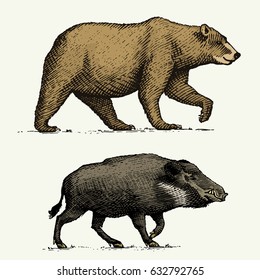 wild Bear grizzly and boar or pig engraved hand drawn in old sketch style, vintage animals