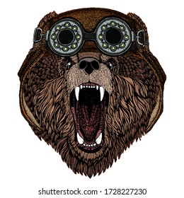 Wild bear. Portrait of animal. Aviator flying leather helmet with googles.