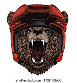 Wild bear. Portrait of animal for emblem, logo, tee shirt.