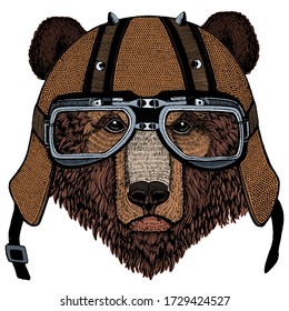 Wild bear. Portrait of animal for emblem, logo, tee shirt. Motorcycle helmet.
