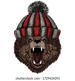 Wild bear. Portrait of animal. Knitted wool winter hat.