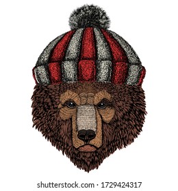 Wild bear. Portrait of animal. Knitted wool winter hat.