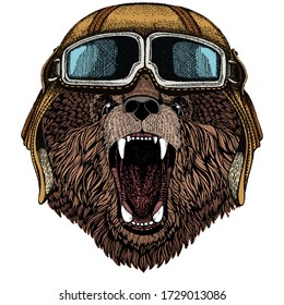 Wild bear. Portrait of animal. Vintage aviator helmet with googles.