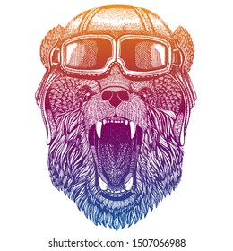 Wild bear wearing vintage aviator leather helmet. Image in retro style. Flying club or motorcycle biker emblem. Vector illustration, print for tee shirt, badge logo patch