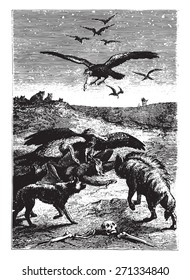 Wild beasts inhabitants of the land, vintage engraved illustration. From 15 year's old captain book from Jules Verne - 1880 