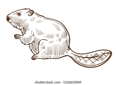 Wild Beaver Forest Animal Isolated Sketch Vector Species Mammal With Long Tail Building Dams Rodent Family Hunting Prey Canada Symbol Aquatic Woods Creature Wildlife Fauna Representative Fat Body.