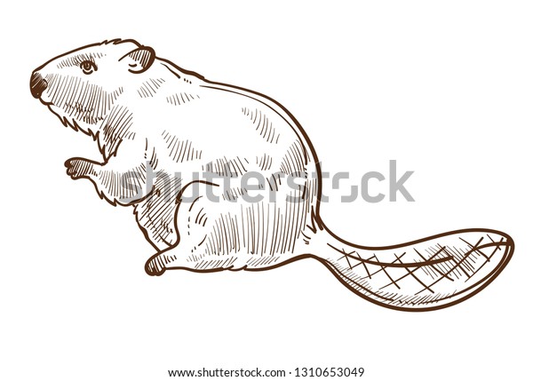 長い尾を作るダムを持つ野生のビーバーの森林動物のスケッチベクター動物で 餌食となるカナダの象徴となる水生の森の生き物の動物の動物 の代表的な脂肪体を狩る齧歯動物 のベクター画像素材 ロイヤリティフリー